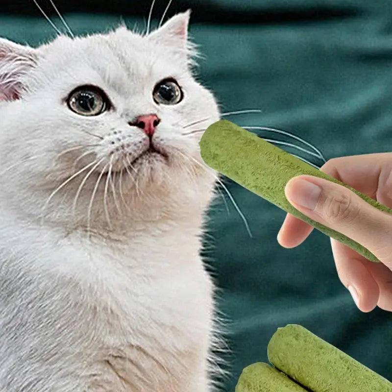 5Pcs Cat Grass Sticks Pet Edible