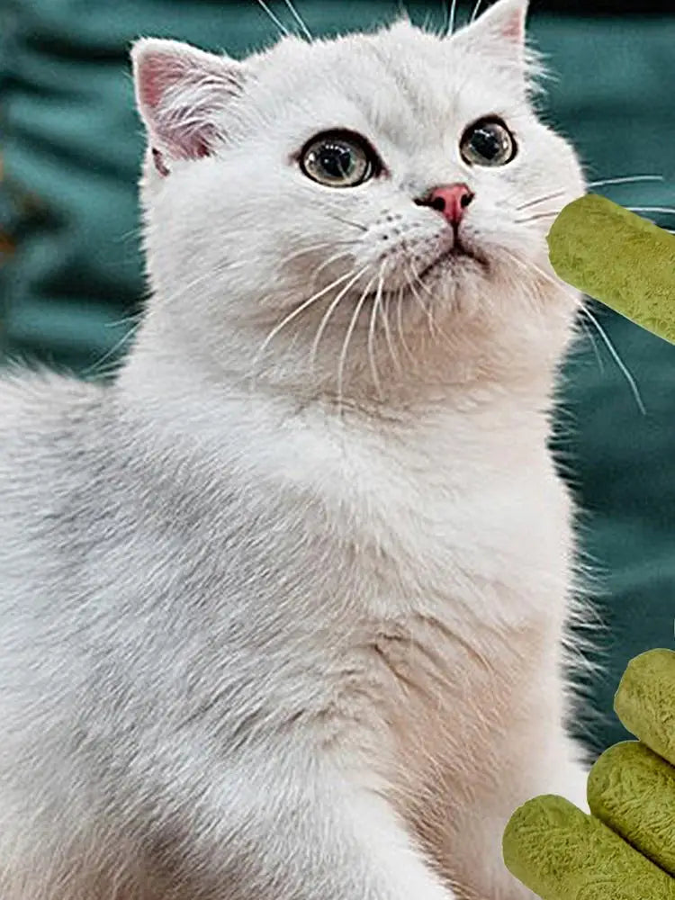 5Pcs Cat Grass Sticks Pet Edible
