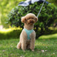 Puppy Harness Set Dog Accessories Adjustable Puppy and Cat Harness Vest French Bulldog Chihuahua Small Dog Collar Pet Leash Dogs