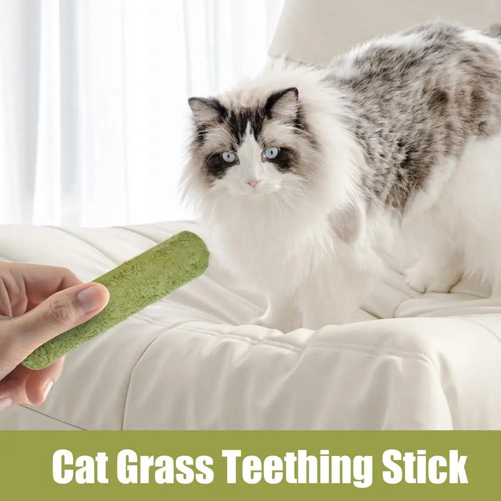 5Pcs Cat Grass Sticks Pet Edible