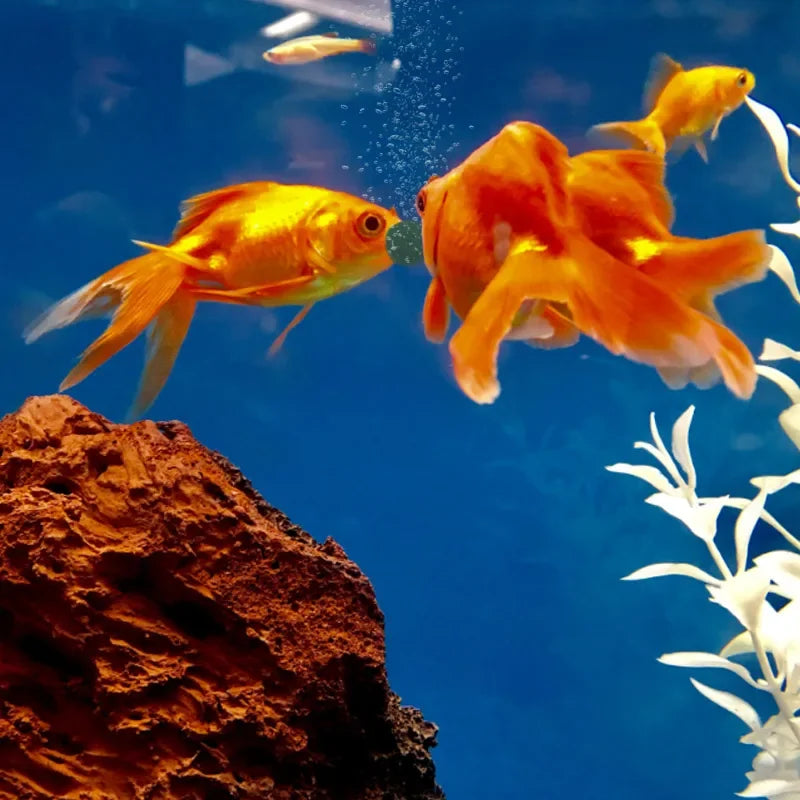 100pcs Spirulina Tablets Enrichment Favorite Pet